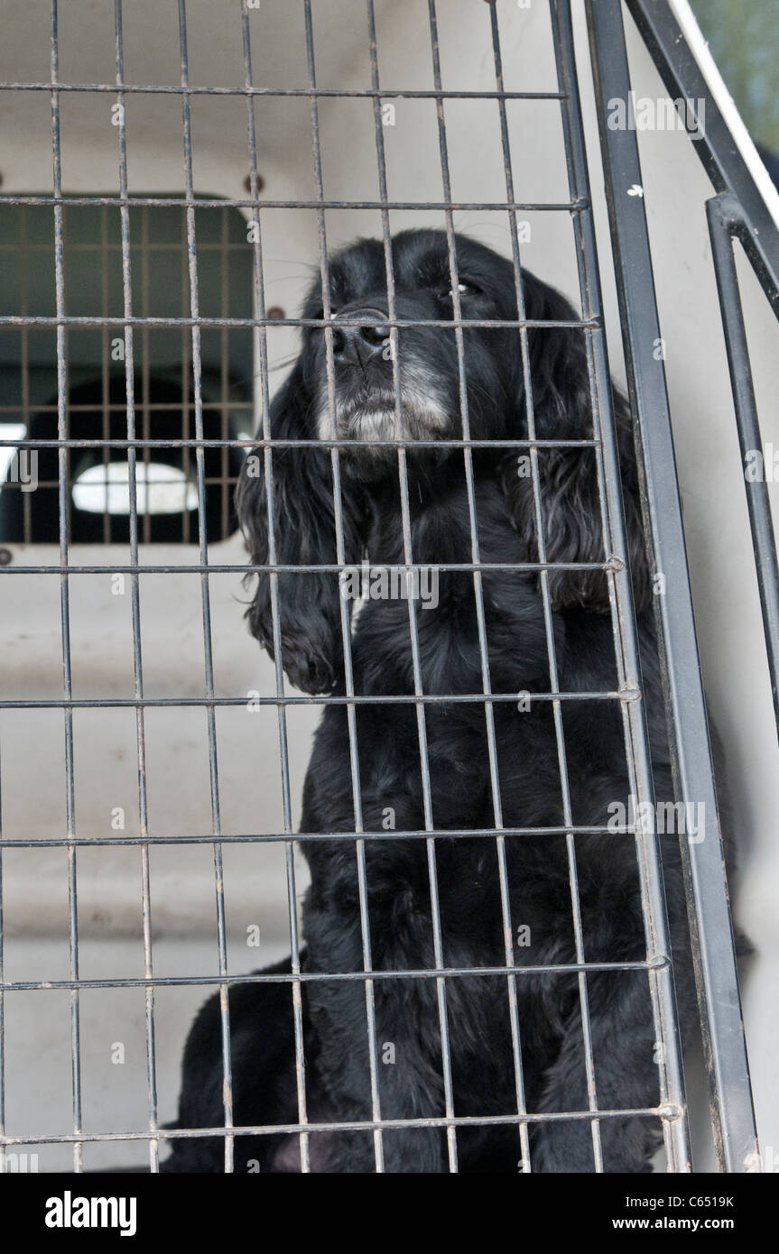 Black cocker spaniel dog sat in travel cage in car Stock Photo Alamy
