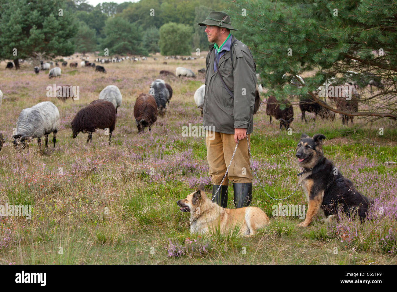shepherd with his dogs and his flock of German Heath, Luneburg Heath, Lower Saxony, Germany Stock Photo