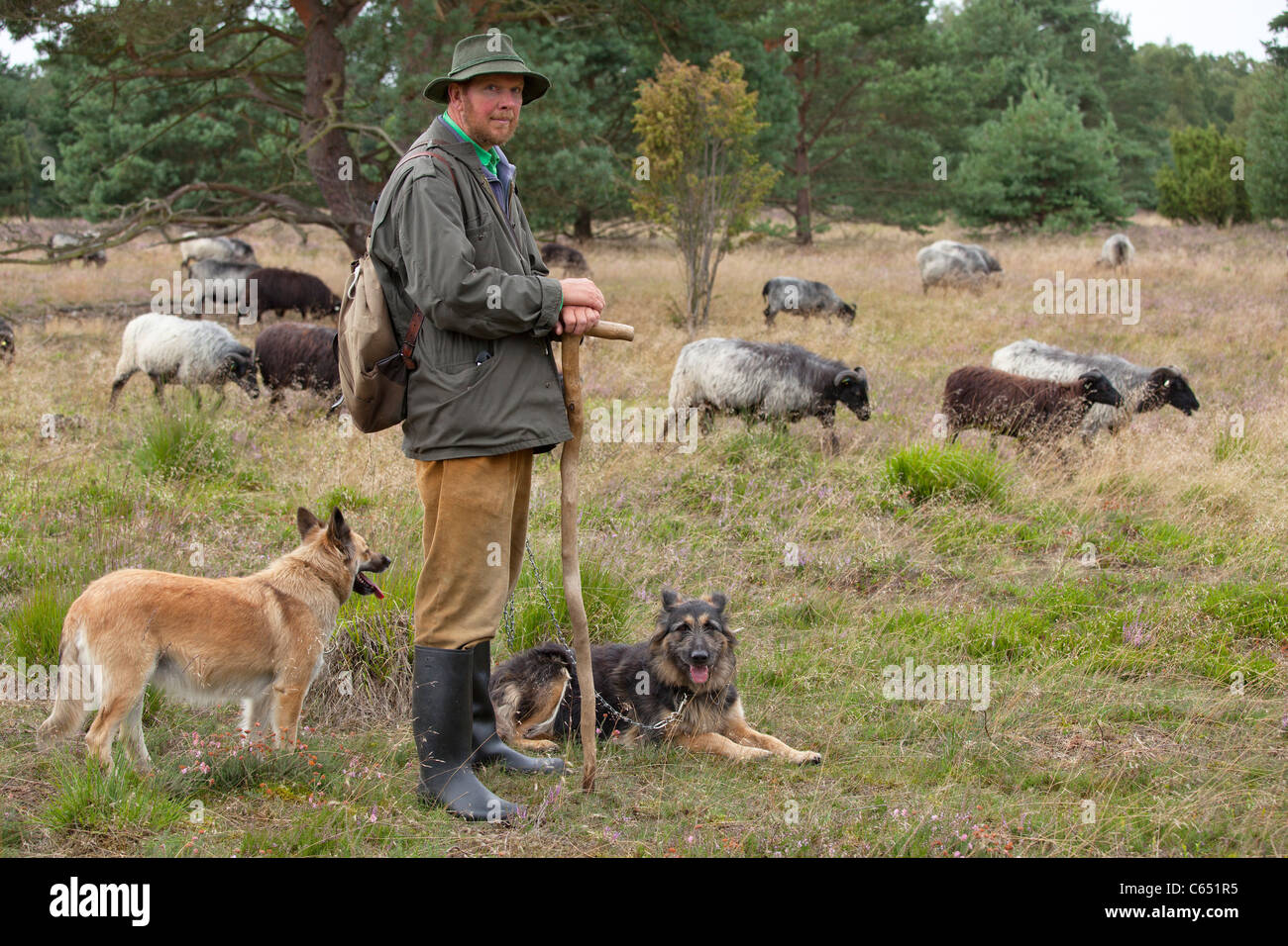 shepherd with his dogs and his flock of German Heath, Luneburg Heath, Lower Saxony, Germany Stock Photo
