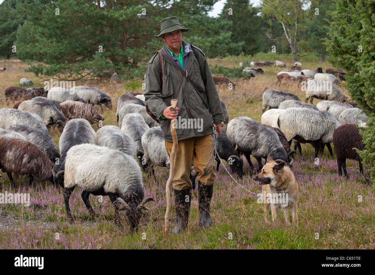 shepherd with his dog and his flock of German Heath, Luneburg Heath, Lower Saxony, Germany Stock Photo