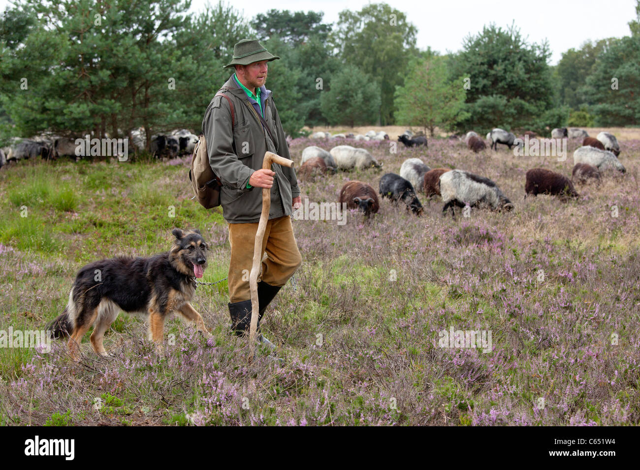 shepherd with his dog and his flock of German Heath, Luneburg Heath, Lower Saxony, Germany Stock Photo