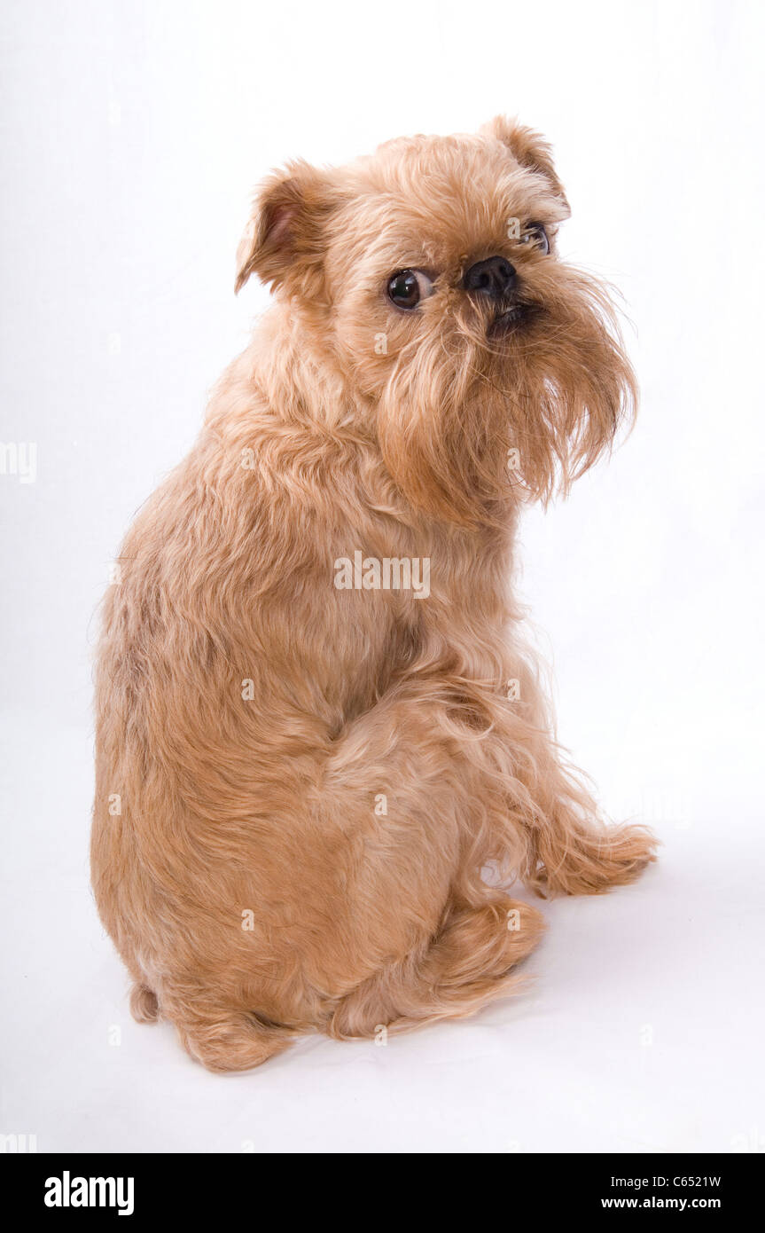 Small Dog Of Breed The Griffon Bruxellois Stock Photo Alamy