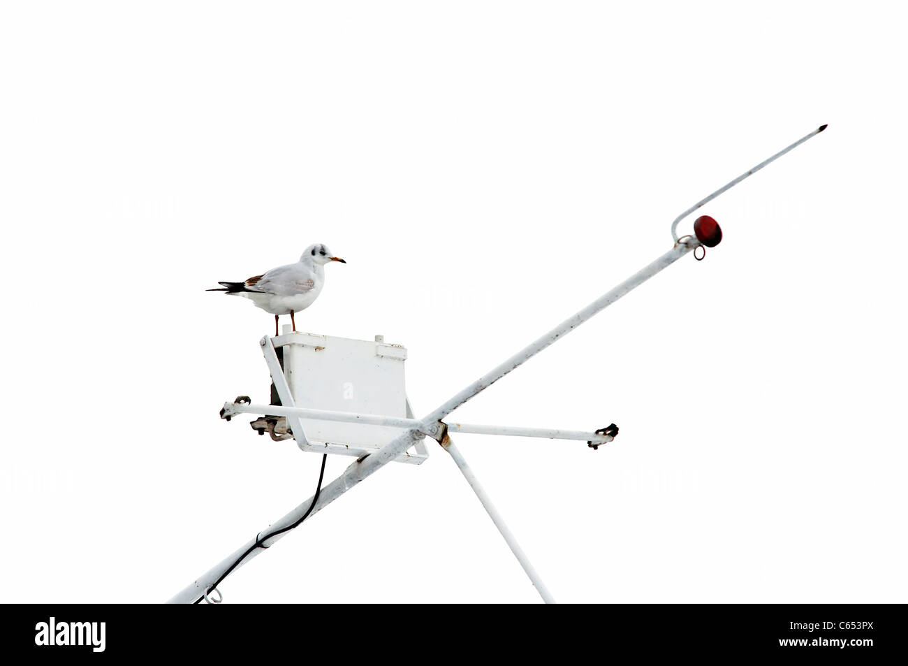 gull on the antenna Stock Photo