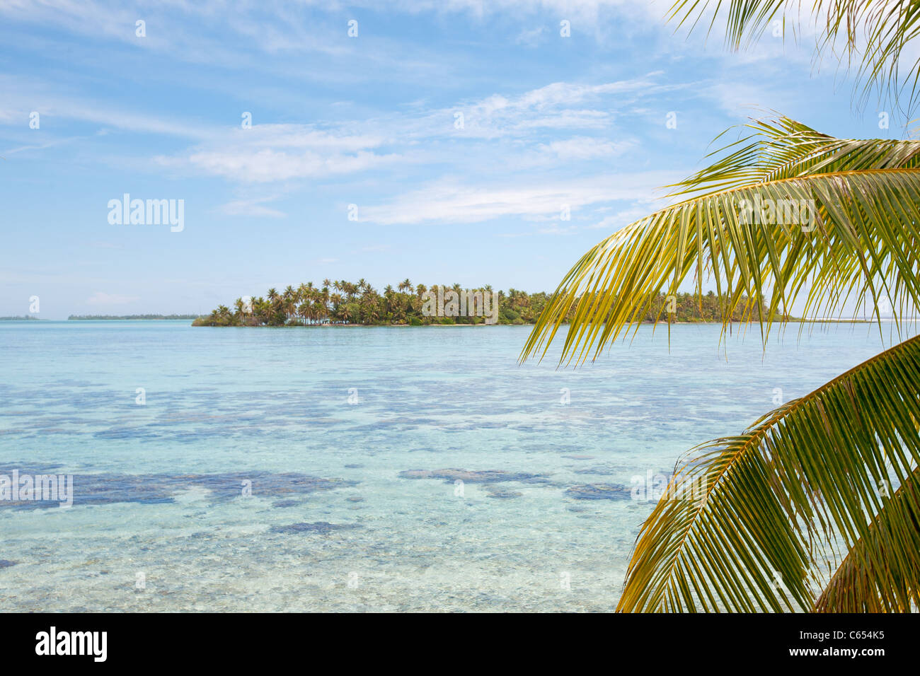 Tropical island with many palm trees and leaves Stock Photo - Alamy