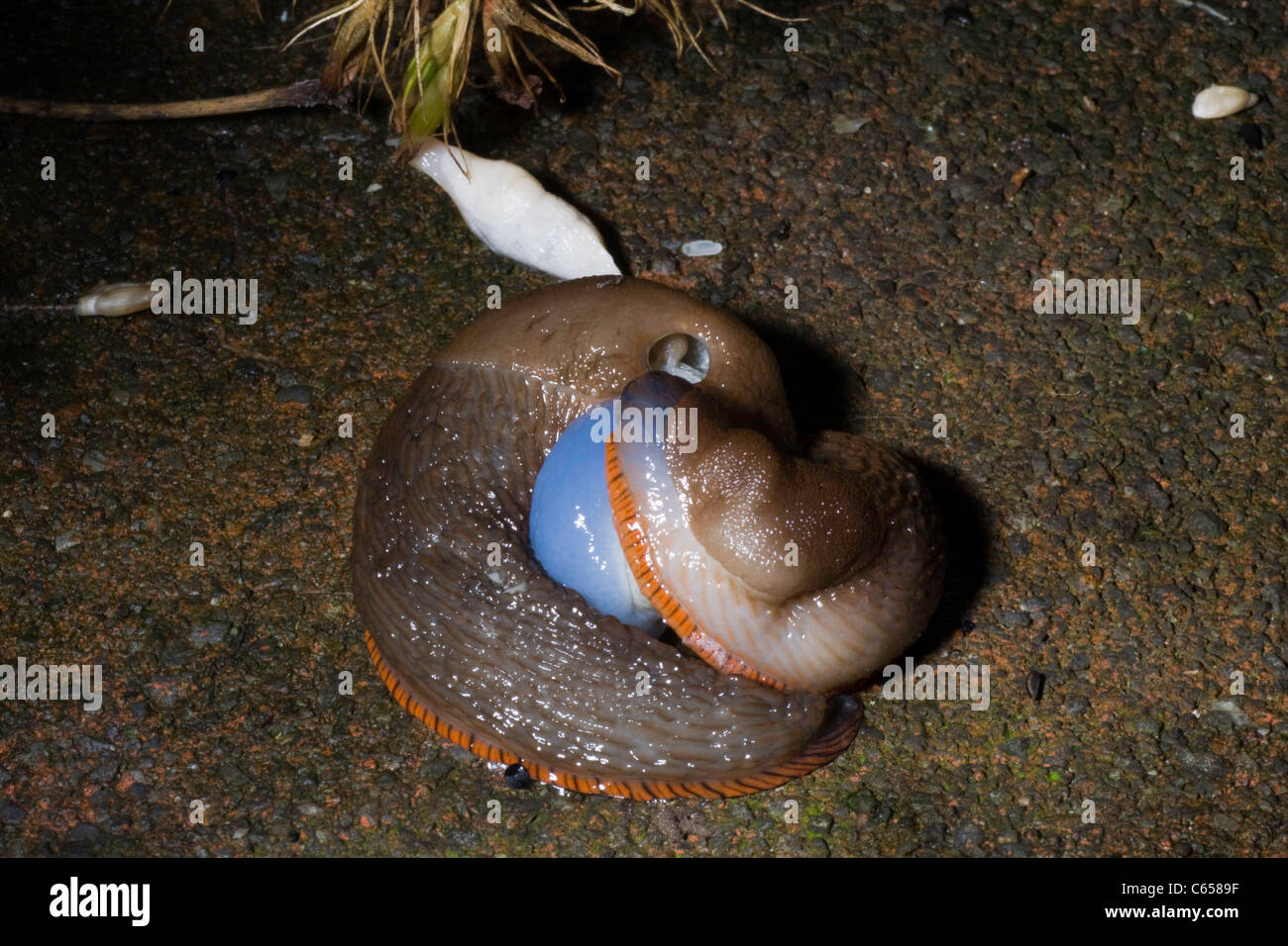gastropod mollusc, black slugs mating with a ghost slug passing Stock Photo
