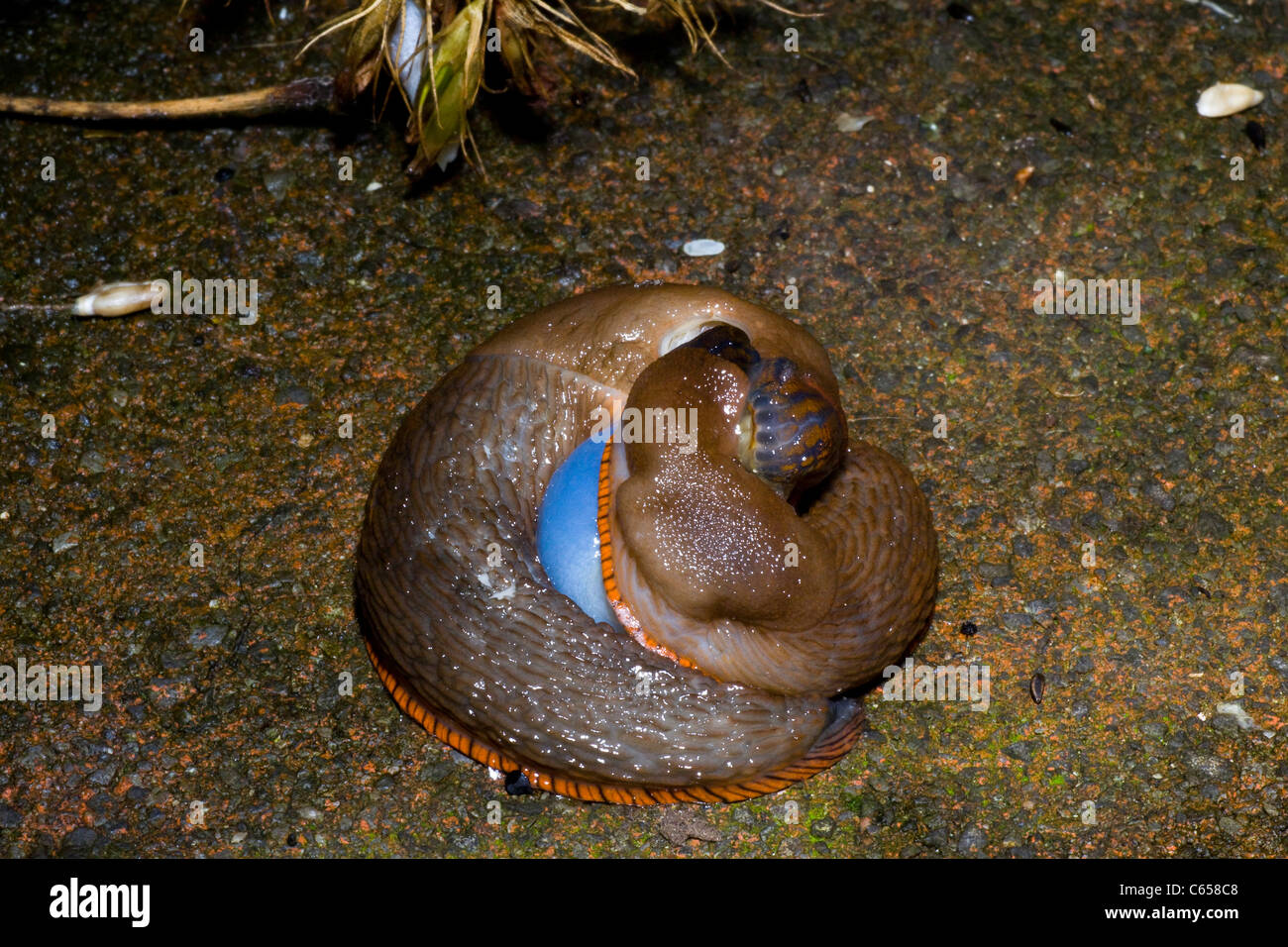 gastropod mollusc,  slugs mating. Stock Photo