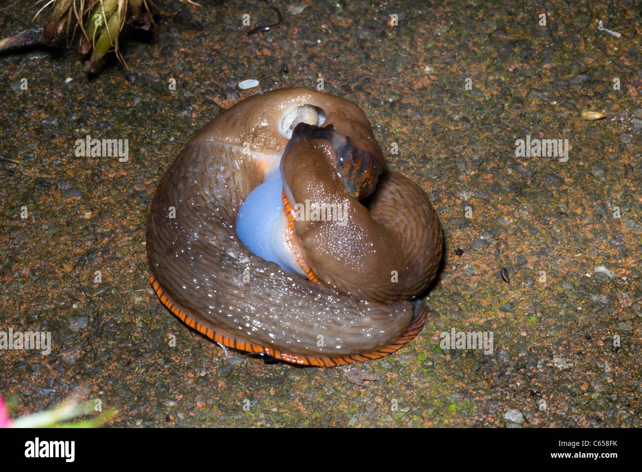 gastropod mollusc,  slugs mating. Stock Photo