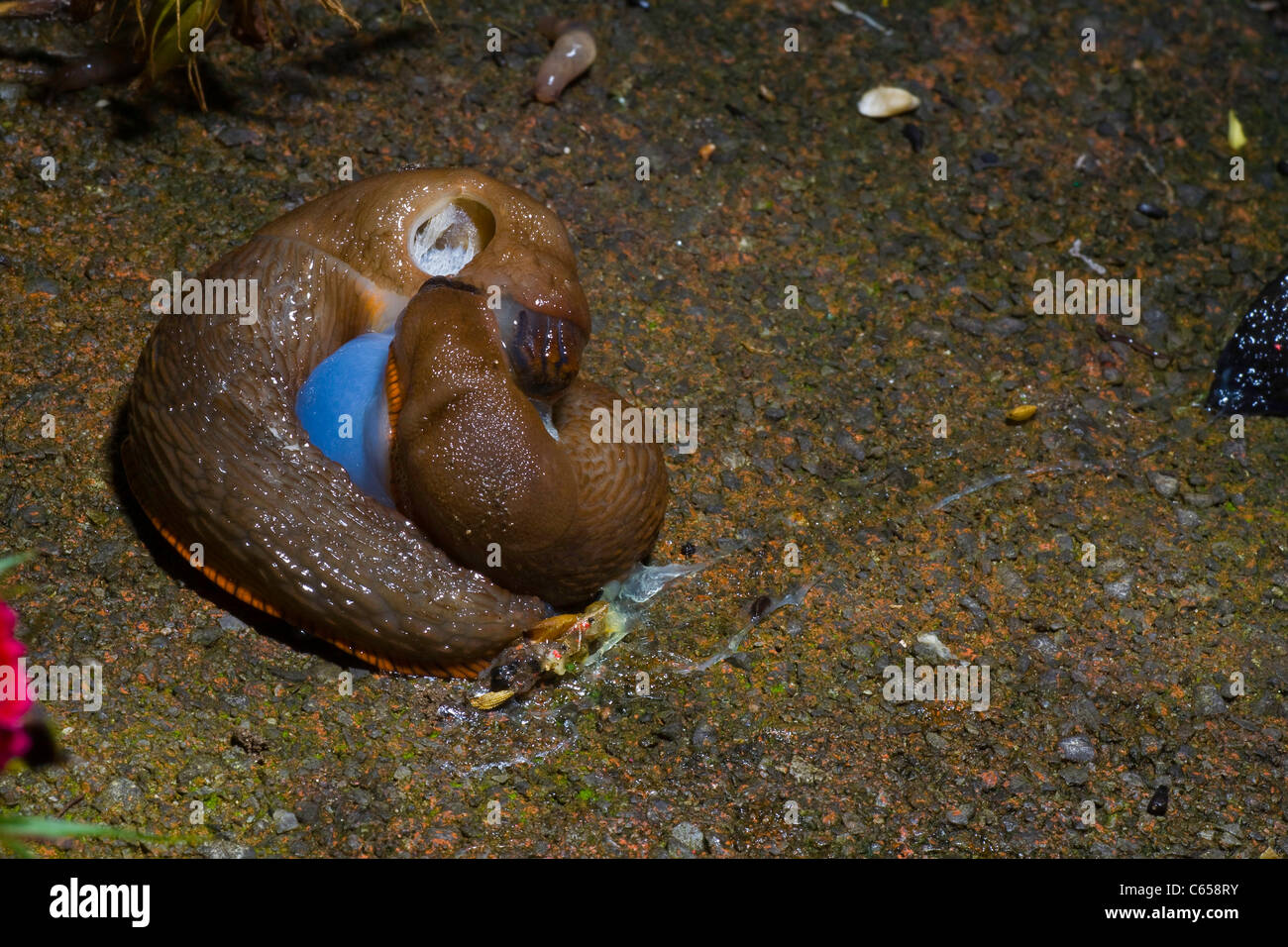 slugs mating Stock Photo