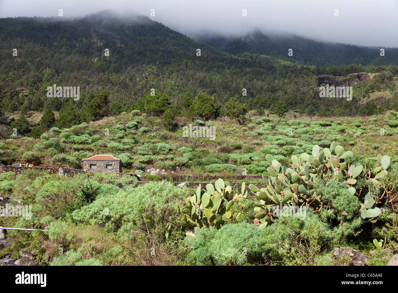 Landscape at south of the island with Prickly pears (Opuntia ficus-indica), Fuencaliente, Los Canarios, La Palma, Canary islands, Spain, Europe Stock Photo
