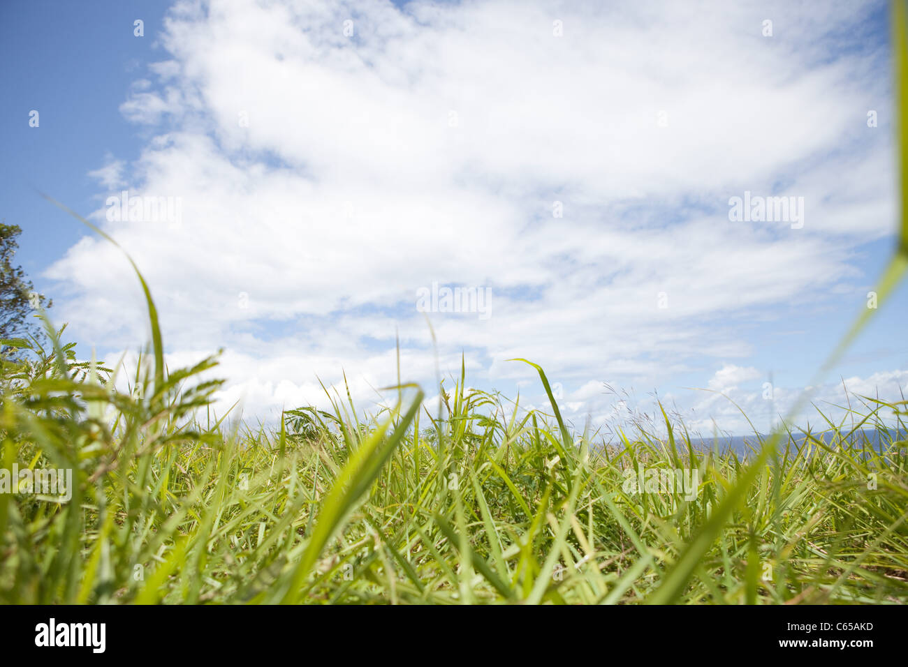 Blades of grass, close up Stock Photo Alamy