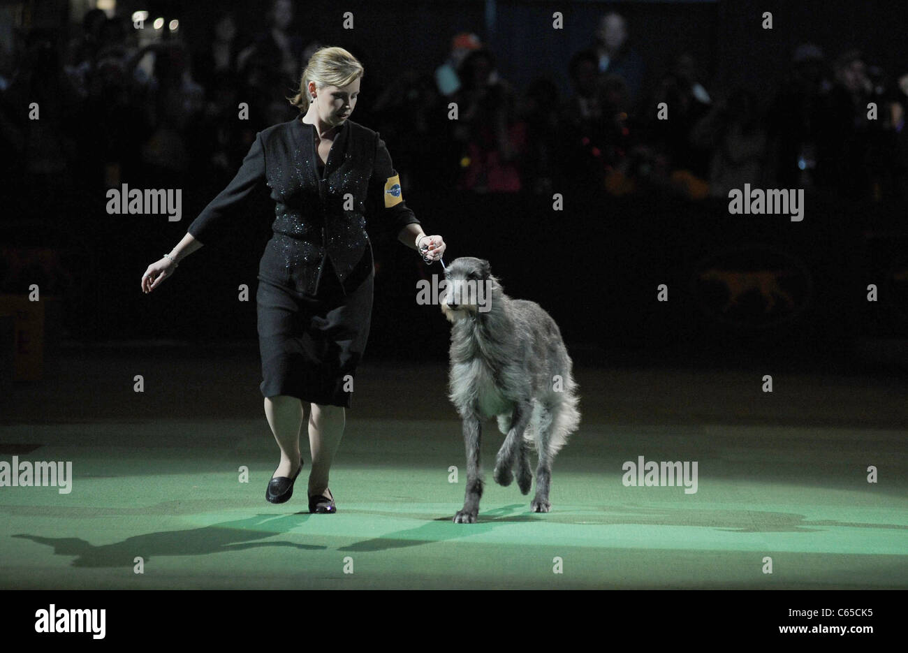 Angela Lloyd, Hickory the Scottish Deerhound inside for Best in Show Winner at 135th Westminster Kennel Club Dog Show, Madison Square Garden, New York, NY February 15, 2011. Photo By: Kristin Callahan/Everett Collection Stock Photo