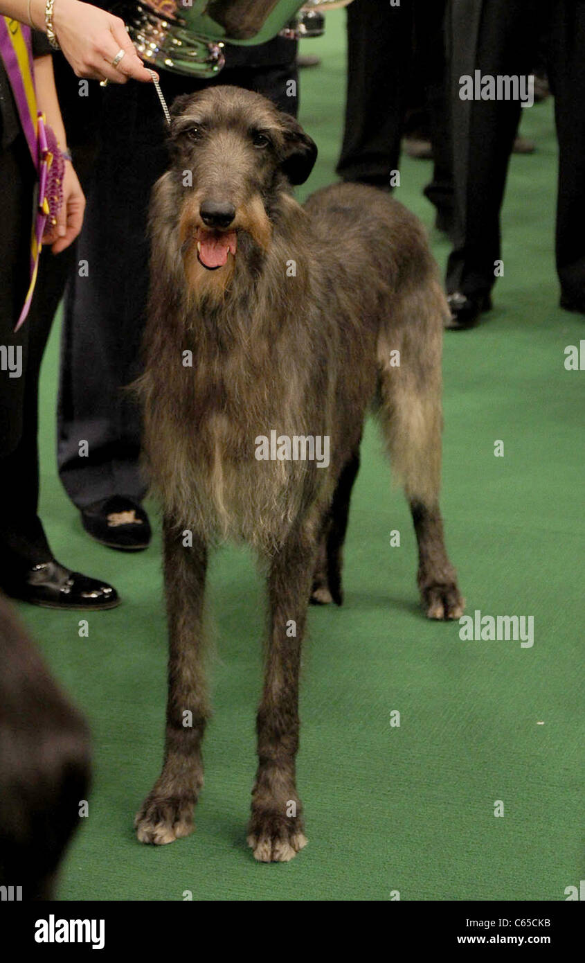 Hickory the Scottish Deerhound inside for Best in Show Winner at 135th