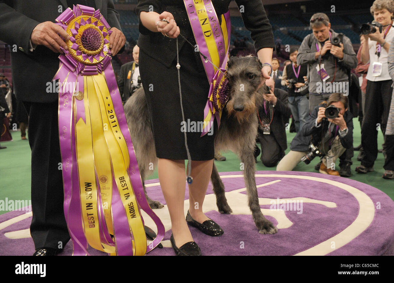 Hickory the Scottish Deerhound inside for Best in Show Winner at 135th