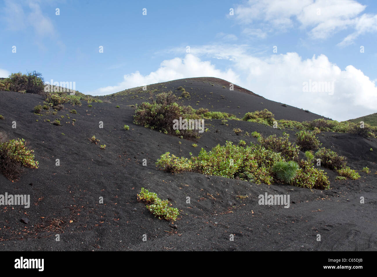 Pioneer plants on volcanic ground at Faro de Fuencaliente, South coast, La Palma, Canary islands, Spain, Europe Stock Photo