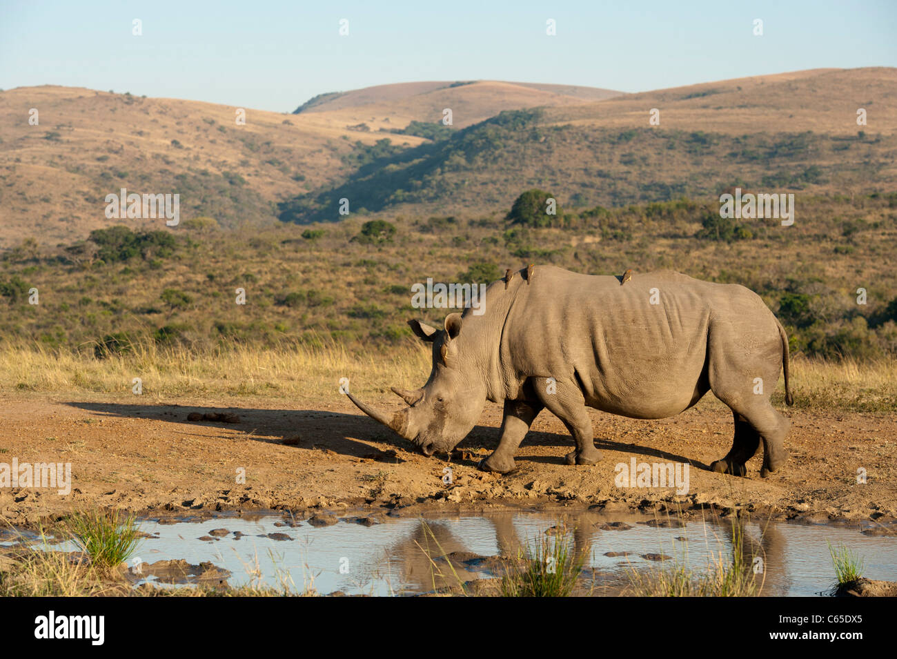 White rhinoceros drinking (Ceratotherium simum), Hluhluwe-Imfolozi Game Reserve, South Africa Stock Photo