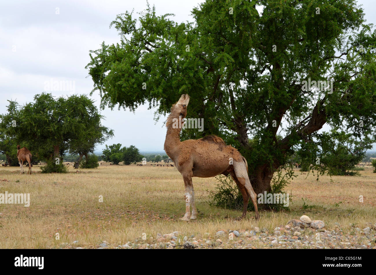 Camel eating hires stock photography and images Alamy