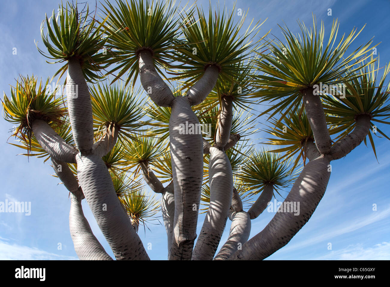 Drachenbaum, Kanarischer Drachenbaum, Dracaena draco, Brena Alta, Dragon  tree, Drago, Dracaena draco Stock Photo - Alamy