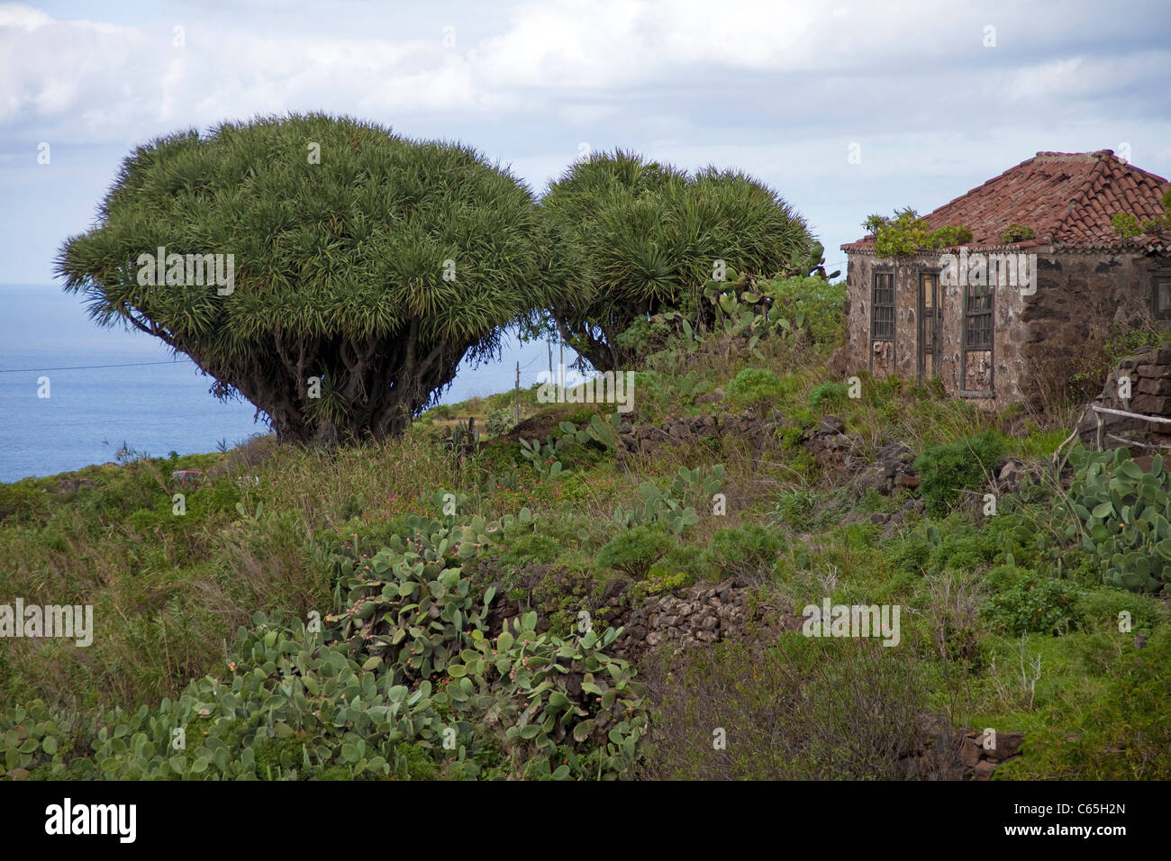 Dragon trees (Dracaena draco) at a old farmerhouse, Santo Domingo de Garafia, La Palma, Spain, Canary islands, Europe, Atlantic ocean Stock Photo