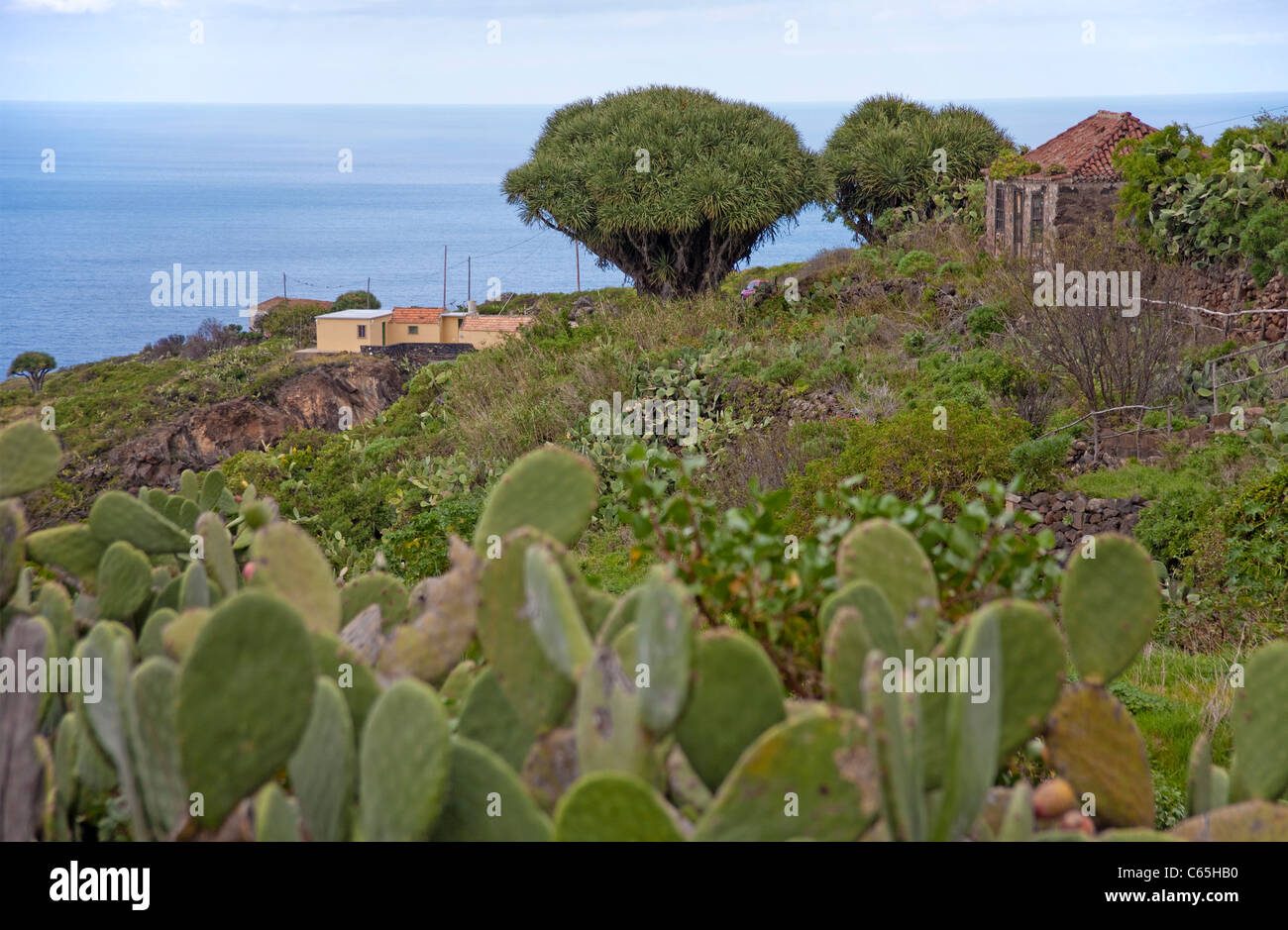 Dragon trees (Dracaena draco) at a old farmerhouse, Santo Domingo de Garafia, La Palma, Spain, Canary islands, Europe, Atlantic ocean Stock Photo