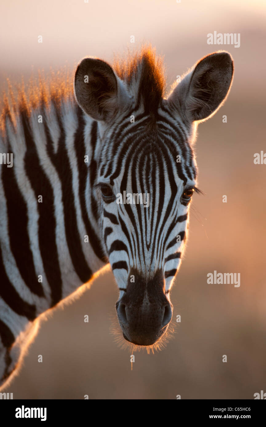 Burchell's zebra (Equus burchellii), Ithala Game Reserve, South Africa