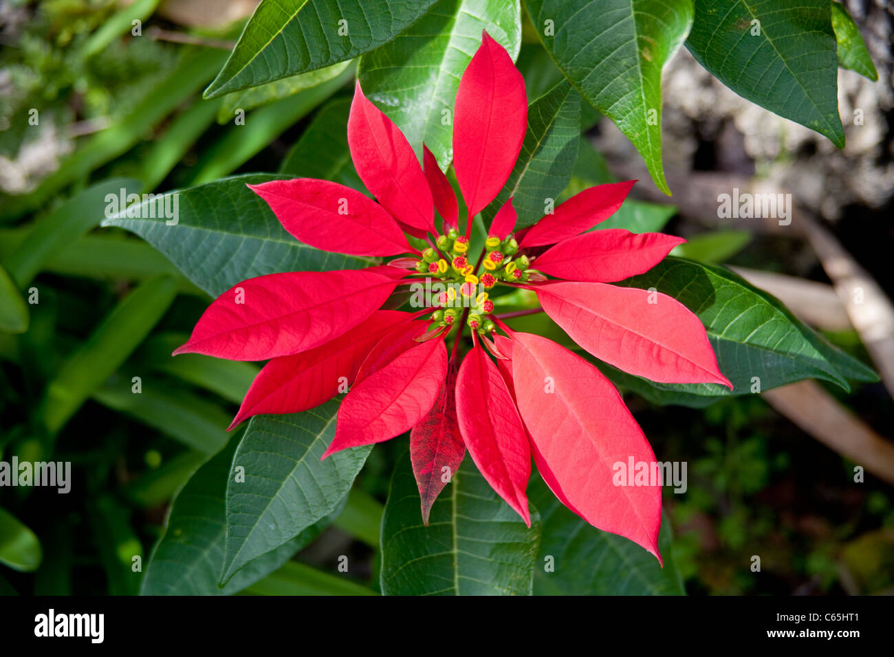 Bluetenstand eines Weihnachtssterns, Roter Weihnachtsstern, Euphorbia pulcherrima, Wild growing Red Euphorbia Stock Photo