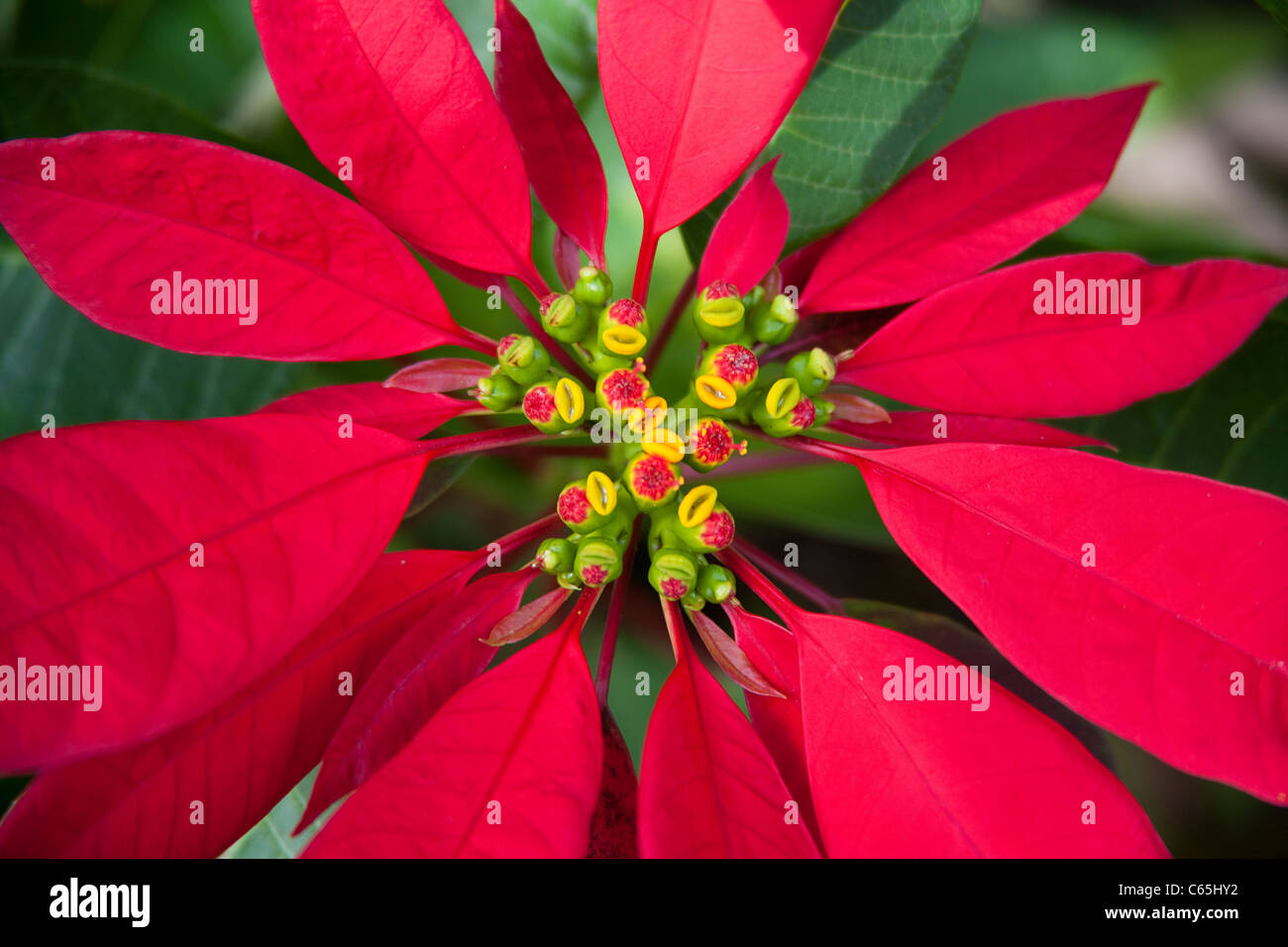 Bluetenstand eines Weihnachtssterns, Roter Weihnachtsstern, Euphorbia pulcherrima, Wild growing Red Euphorbia Stock Photo