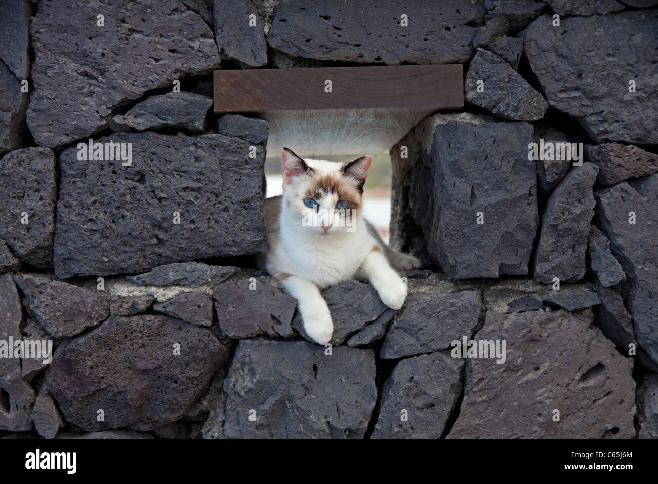 Katze schaut aus einem Durchbruch einer Lavasteinmauer, Cat sitting on a volcanic wall, Mazo, La Palma Stock Photo