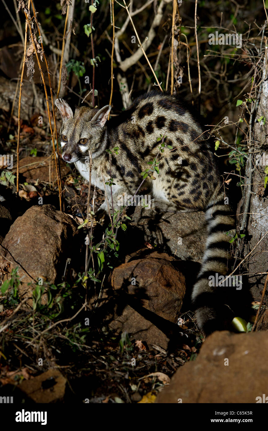 Large-spotted genet (Genetta tigrina), Ithala Game Reserve, South Africa Stock Photo