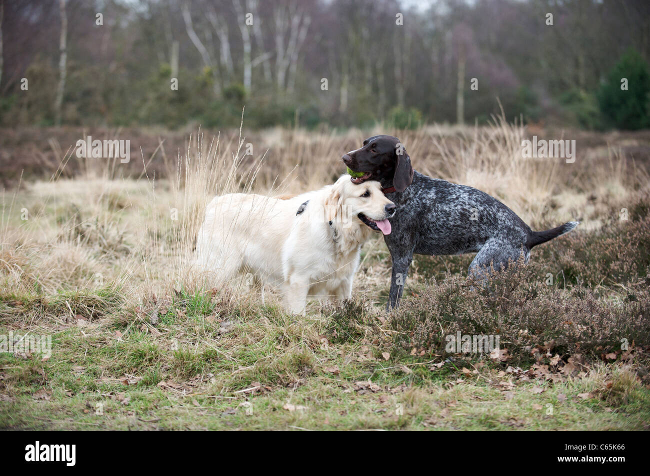 golden retriever pointer