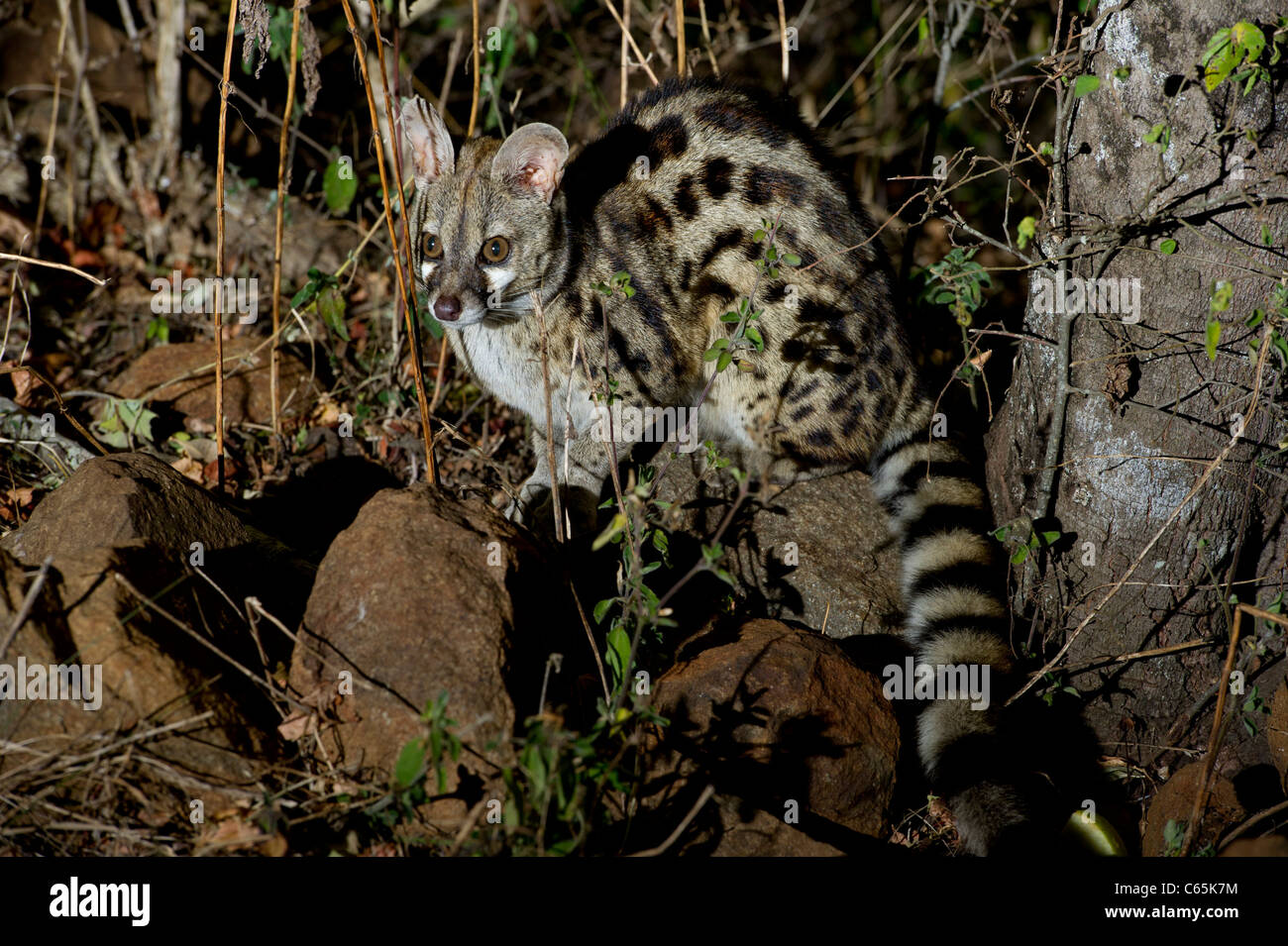 Large-spotted genet (Genetta tigrina), Ithala Game Reserve, South Africa Stock Photo