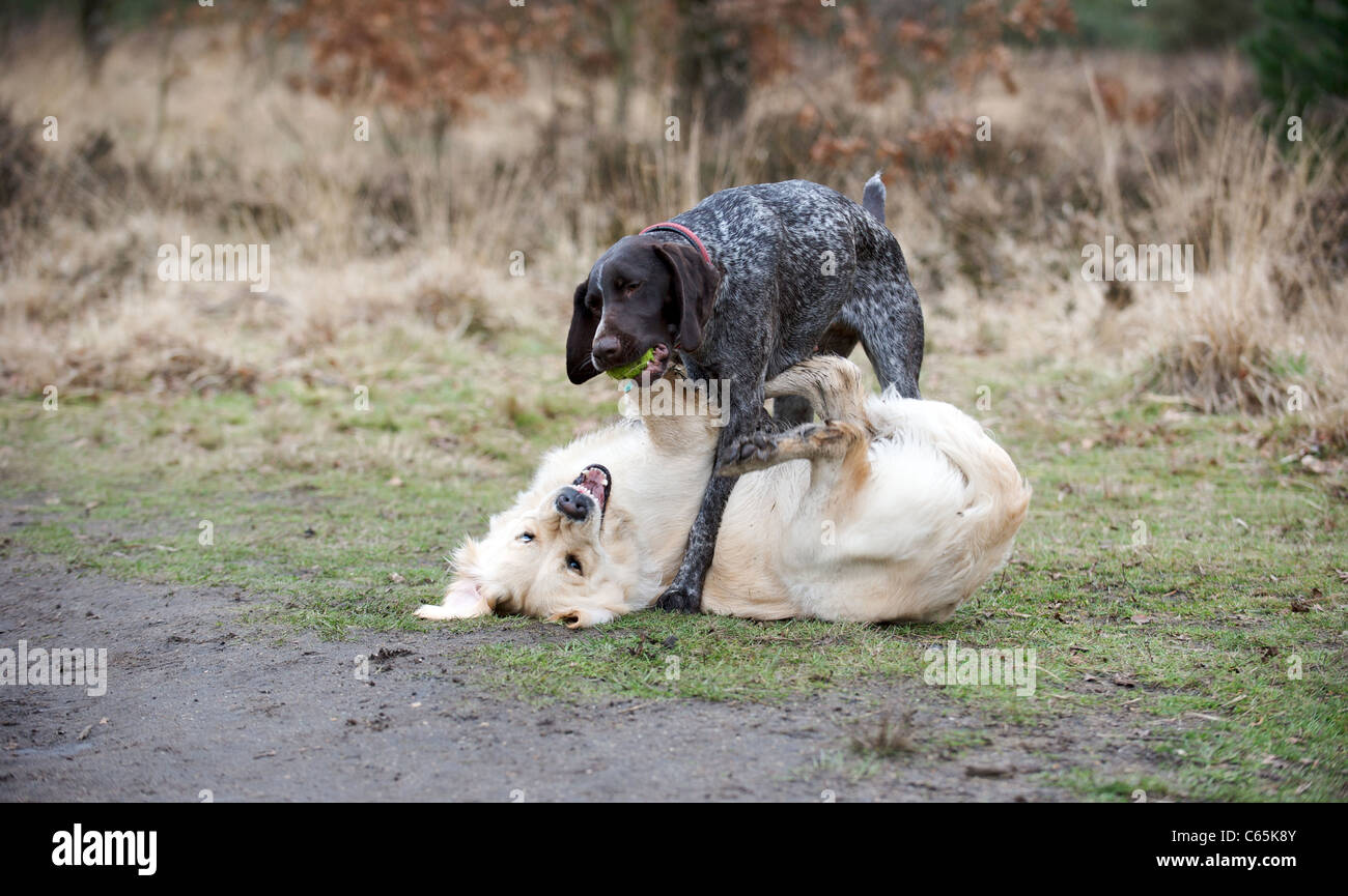 golden retriever pointer