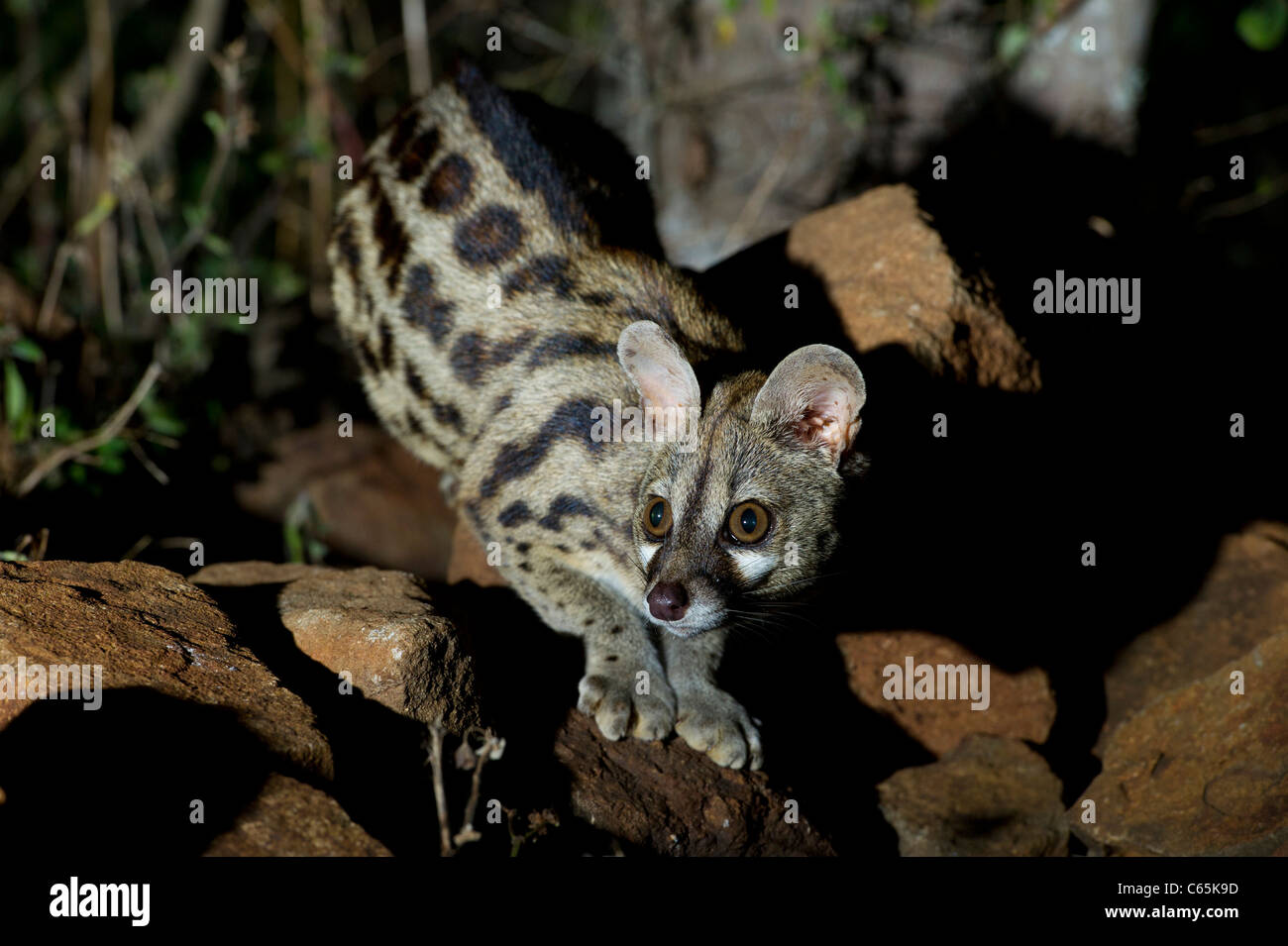 Large-spotted genet (Genetta tigrina), Ithala Game Reserve, South Africa Stock Photo