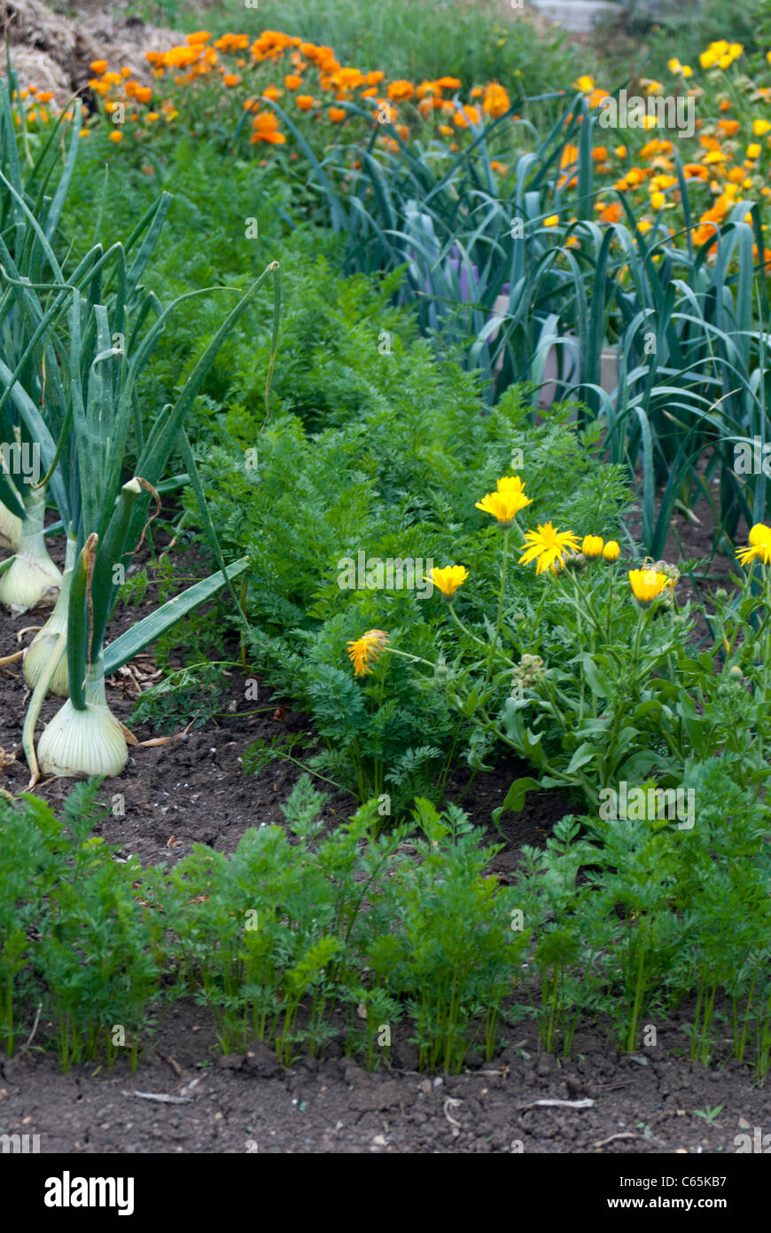Companion planting on an allotment, onions, carrots and