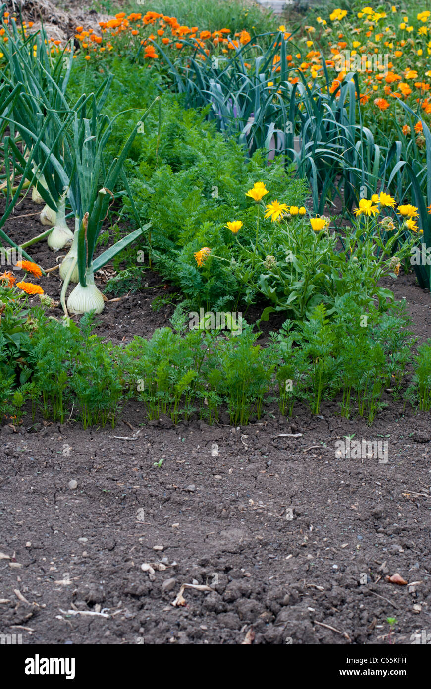 calendula companion plants calendula companion plants