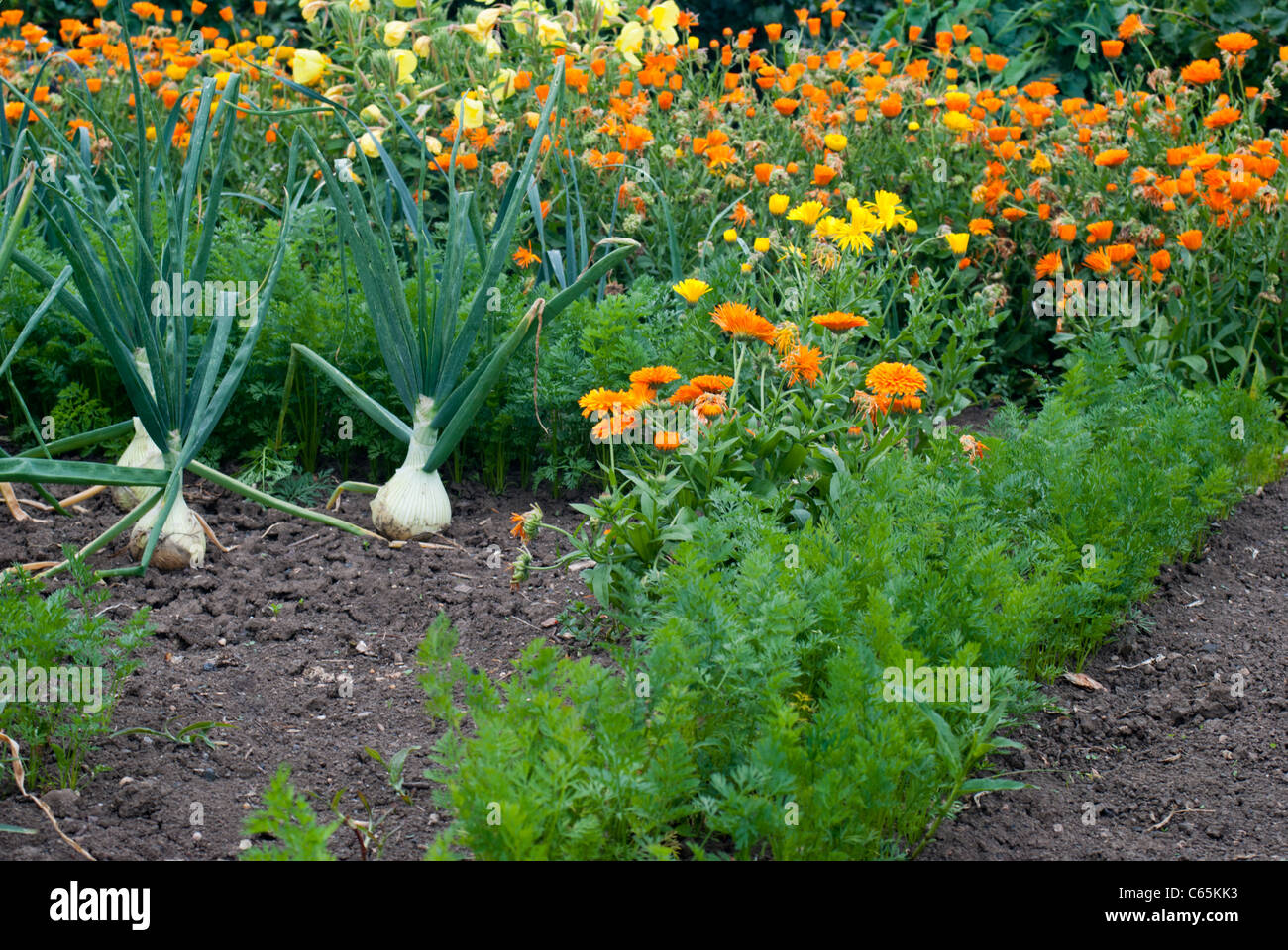 Companion planting on an allotment, onions, carrots and