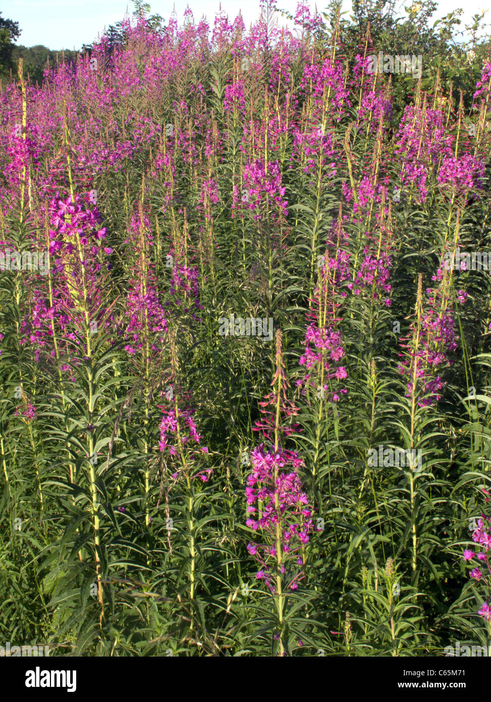 Rosebay willowherb hi-res stock photography and images - Alamy