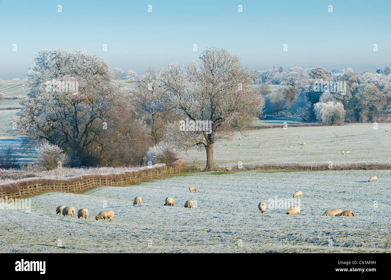 Sheep grazing in a hoar frost covered field in rural England during Winter. Stock Photo