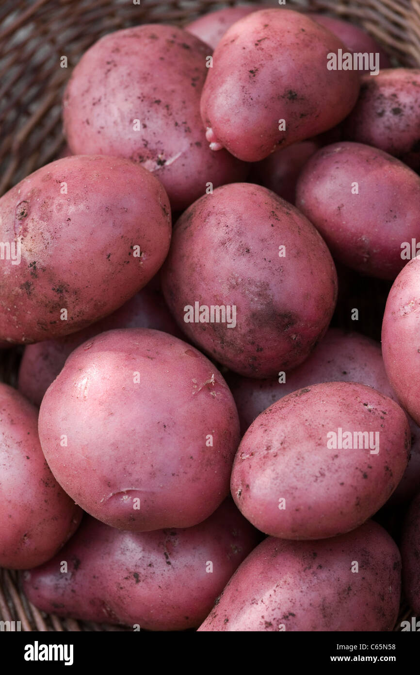 Solanum tuberosum variety Amorosa. Potato Amorosa in a wicker trug Stock Photo