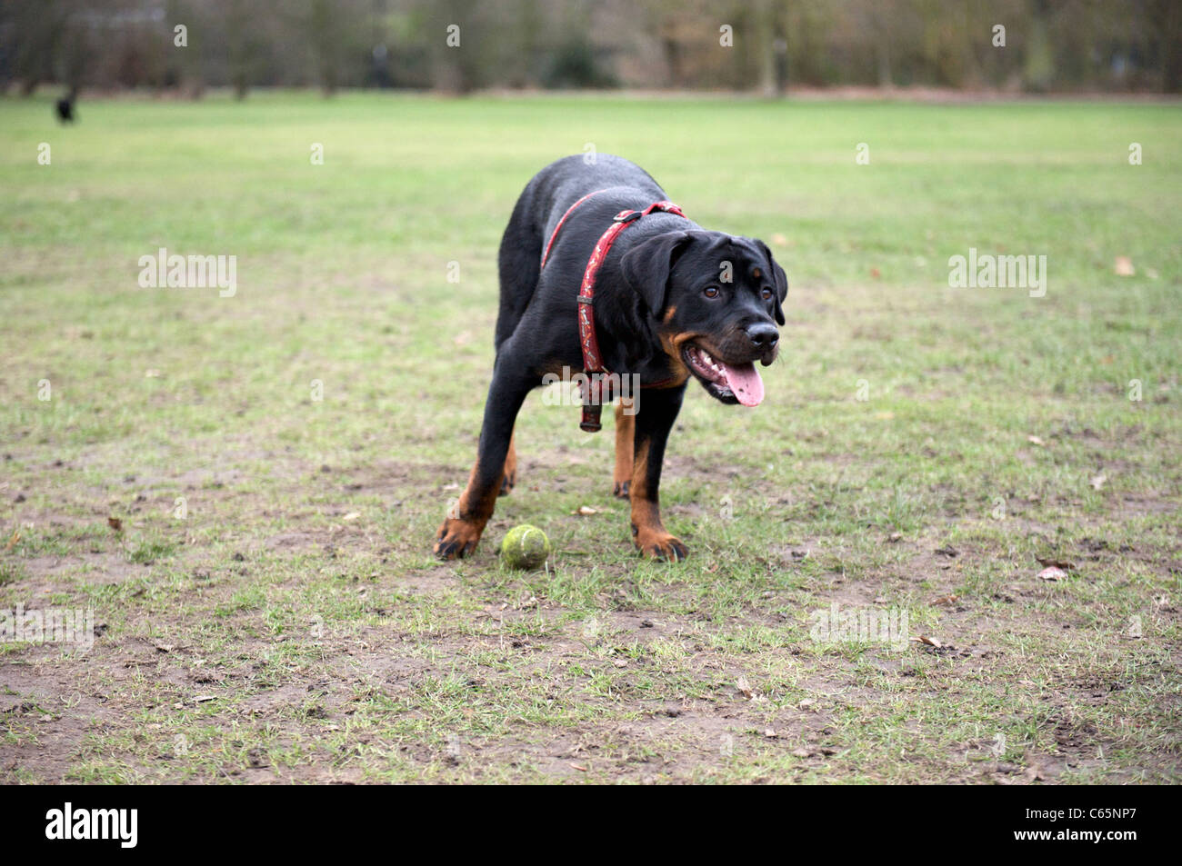 A Rottweiler with her ball Stock Photo Alamy