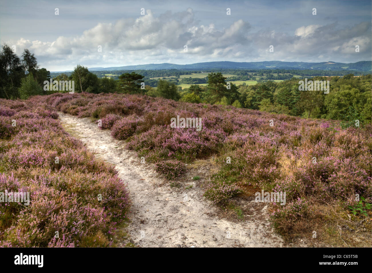 View from Heather covered Hesworth Common, West Sussex Stock Photo
