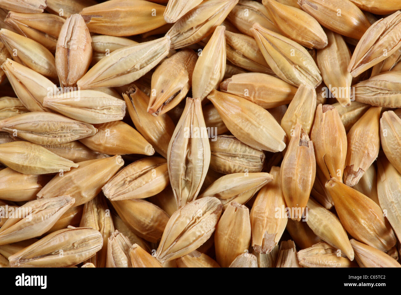 Barleycorn seeds closeup background texture Stock Photo Alamy