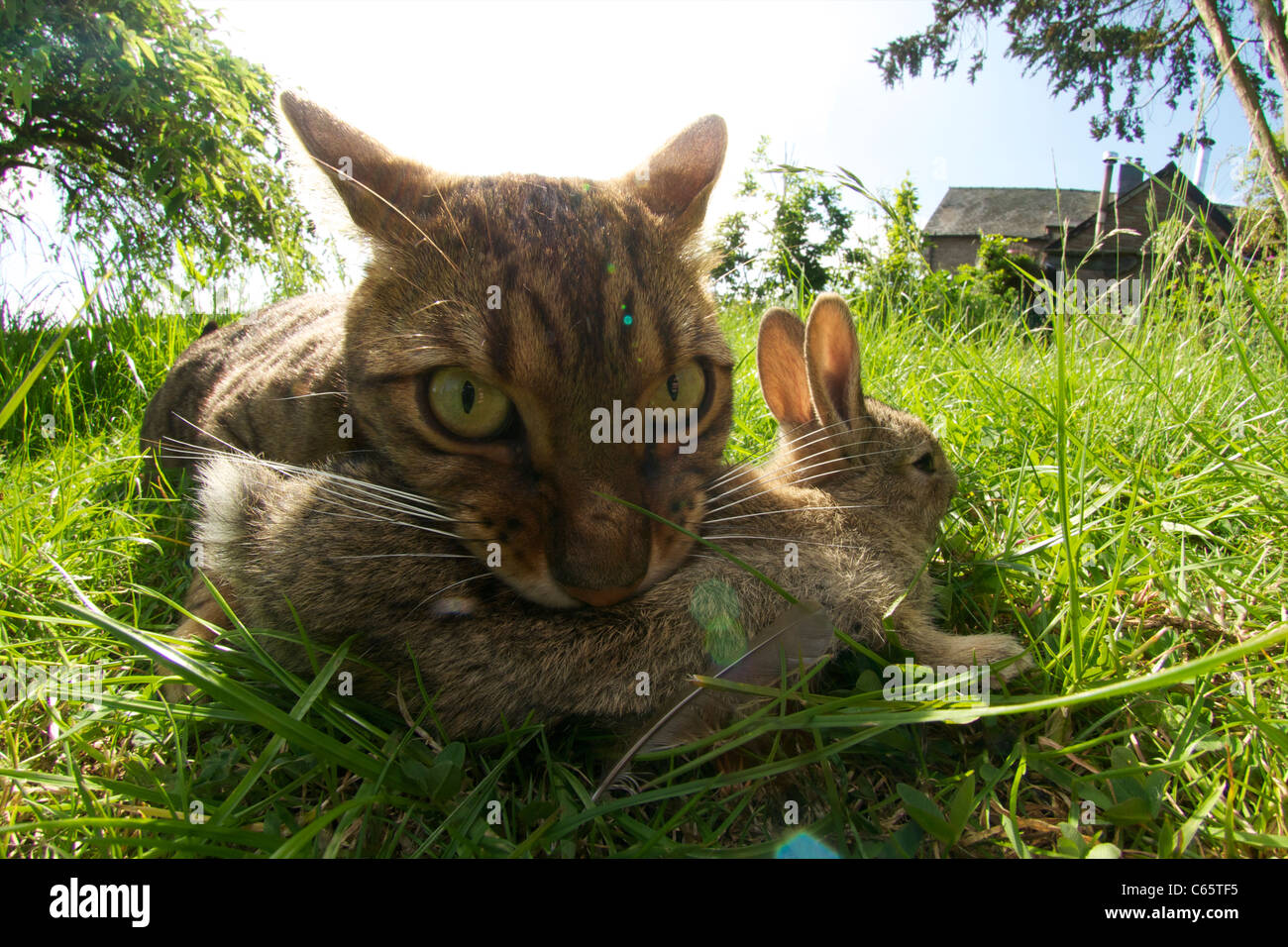 Domestic cat catching and killing baby rabbit, UK. Stock Photo