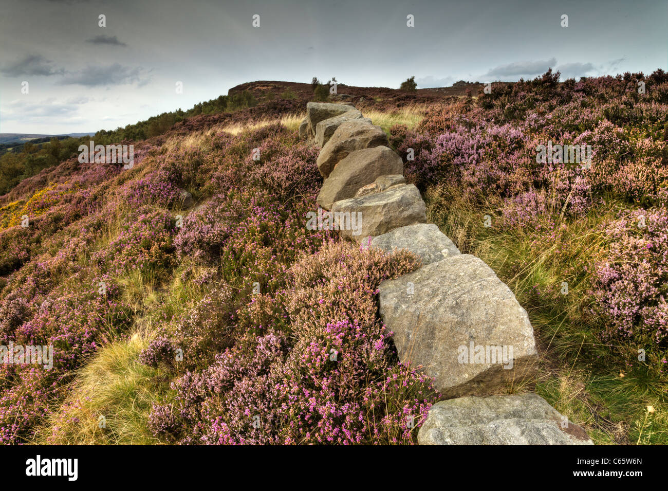 Heather and Stone Wall, Millstone Edge, The Peak District Stock Photo