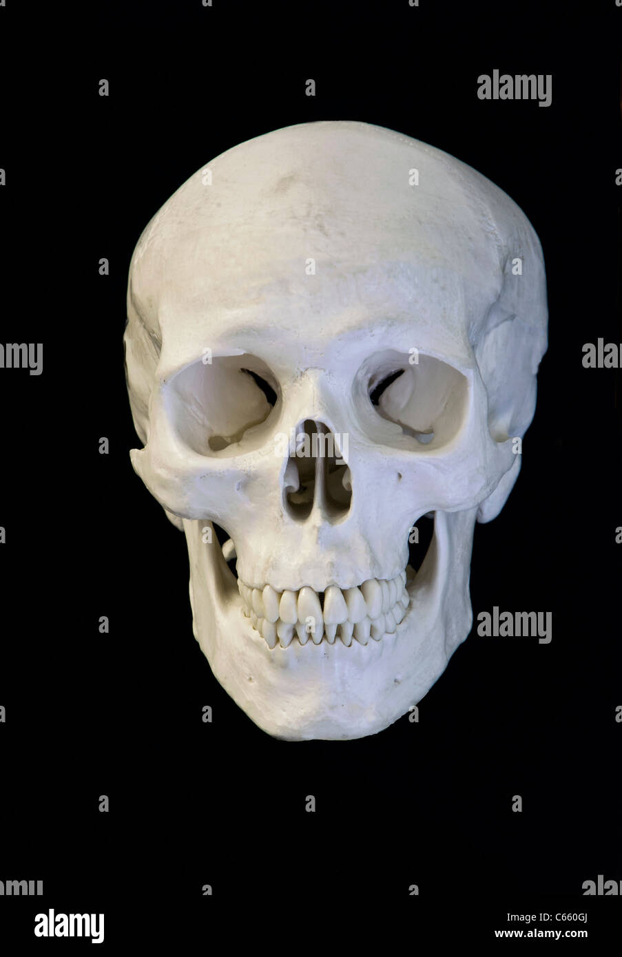 Isolated human skull, softly lit from the left hand side of the photo Stock  Photo - Alamy