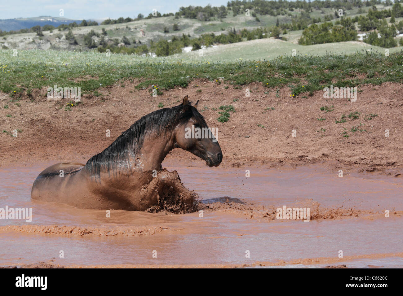 Wild Horse (Equus caballus) Bathing, Pryor Mountains Stock Photo