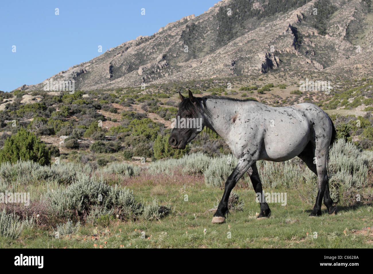 Wild Horse (Equus caballus), Pryor Mountains Stock Photo