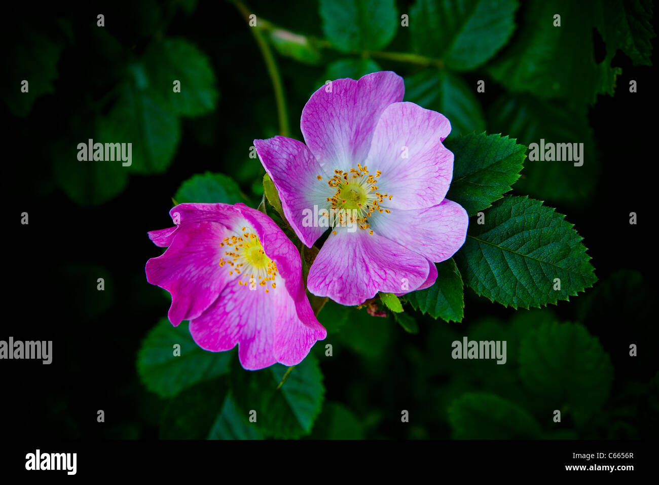 Close up picture of two wild dog rose flowers Stock Photo