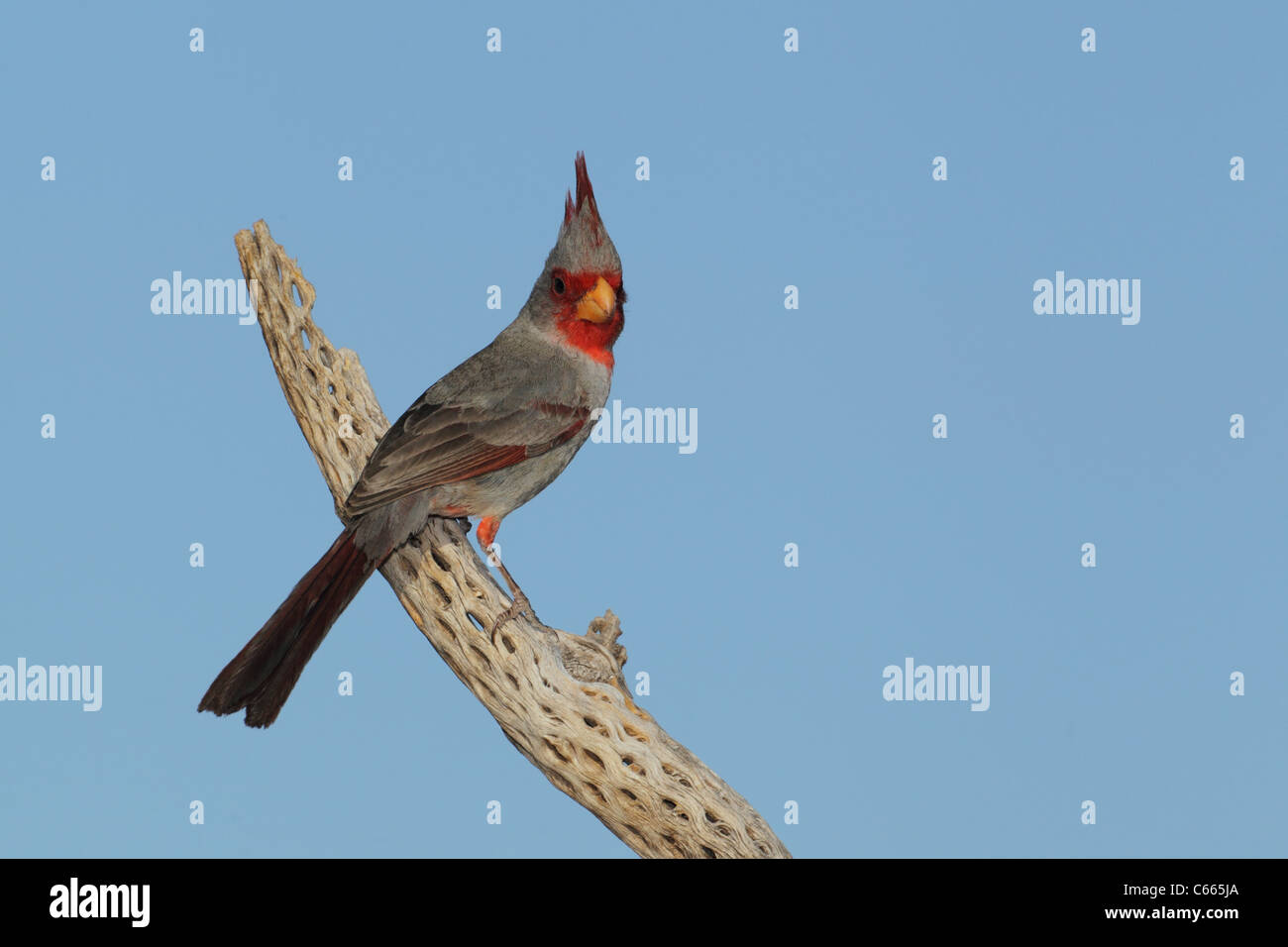 Pyrrhuloxia or Desert Cardinal (Cardinalis sinuatus) Stock Photo
