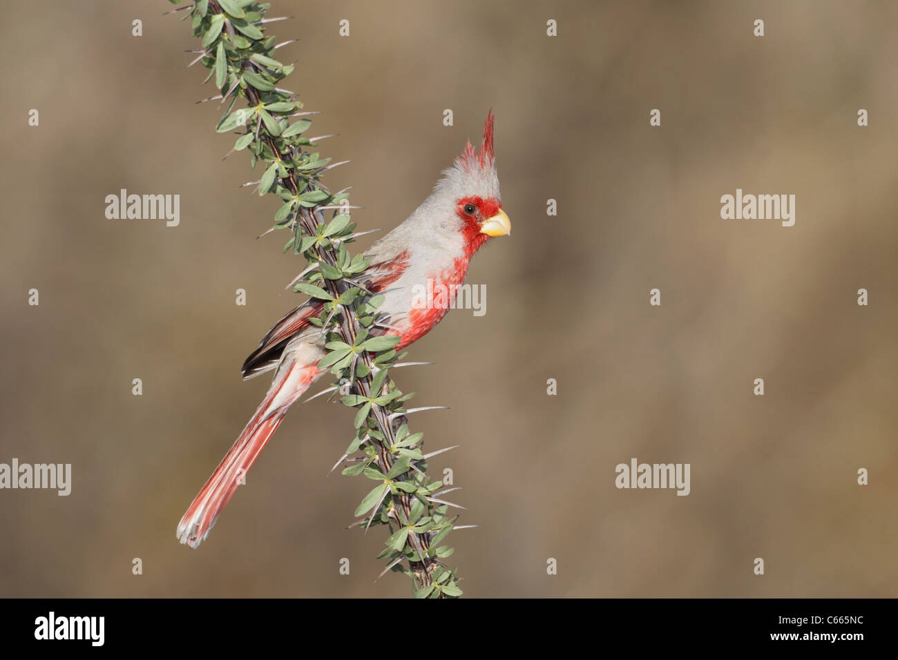 Pyrrhuloxia or Desert Cardinal (Cardinalis sinuatus) Stock Photo