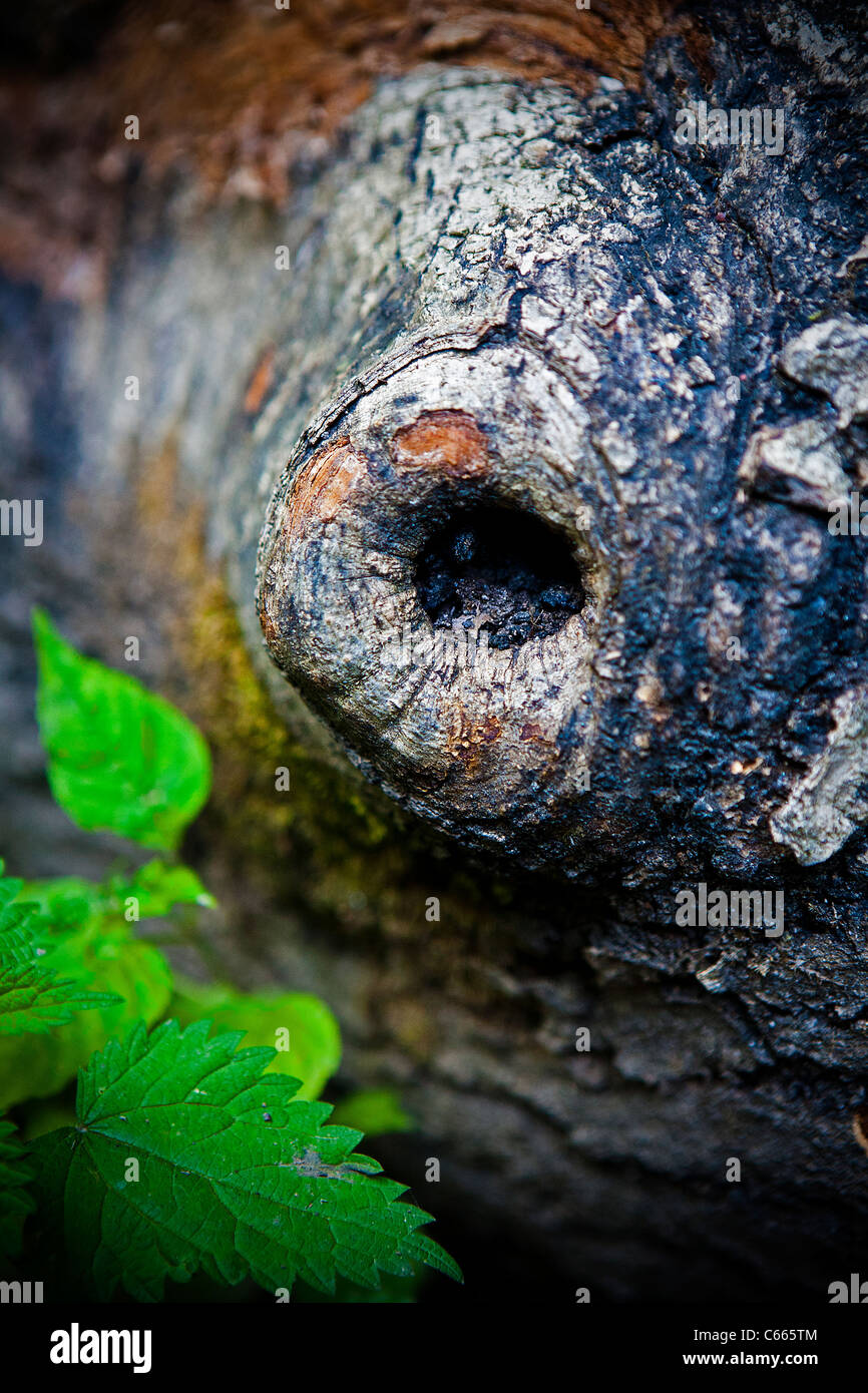 Loggerheads wales hi-res stock photography and images - Alamy
